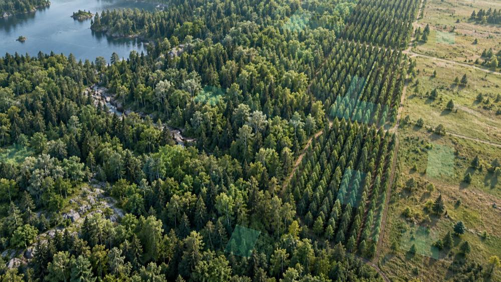 Illustration til: Nyt AI-kort skelner mellem naturskov, plantager og træafgrøder